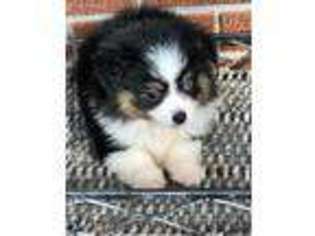 Miniature Australian Shepherd Puppy for sale in Pine Knot, KY, USA