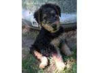 Airedale Terrier Puppy for sale in Oxford, MI, USA