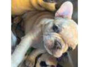 French Bulldog Puppy for sale in Port Angeles, WA, USA