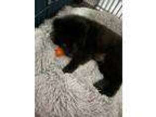 Chow Chow Puppy for sale in Estero, FL, USA