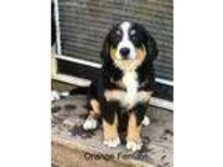 Bernese Mountain Dog Puppy for sale in Monument, CO, USA