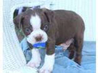 Boston Terrier Puppy for sale in Colby, WI, USA