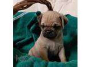 Puggle Puppy for sale in Loyal, WI, USA