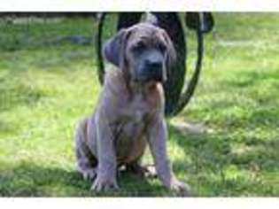 Cane Corso Puppy for sale in Greensburg, LA, USA