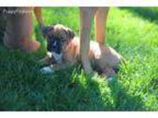 Boxer Puppy for sale in Watertown, SD, USA