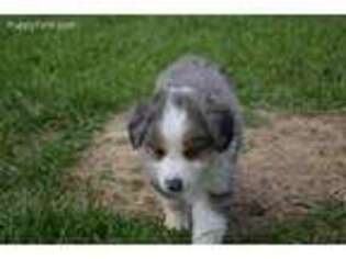Miniature Australian Shepherd Puppy for sale in Bonne Terre, MO, USA