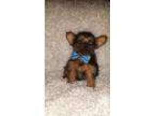 Yorkshire Terrier Puppy for sale in SAN MARCOS, TX, USA
