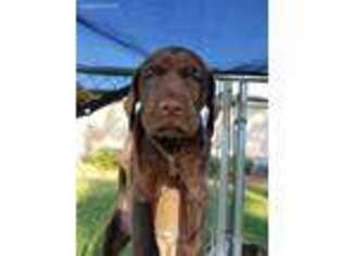German Shorthaired Pointer Puppy for sale in Mc Rae, GA, USA
