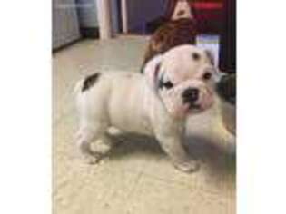 Bulldog Puppy for sale in Independence, KS, USA
