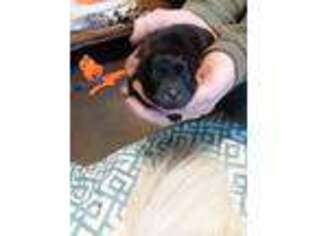 Chow Chow Puppy for sale in Hillpoint, WI, USA
