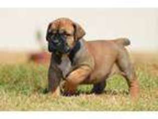 Boerboel Puppy for sale in Cherry Hill, NJ, USA