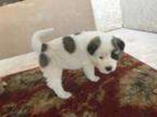 Akita Puppy for sale in Valley View, TX, USA