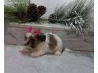 Mutt Puppy for sale in Green Valley, AZ, USA