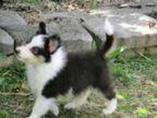 Shetland Sheepdog Puppy for sale in Westminster, MD, USA