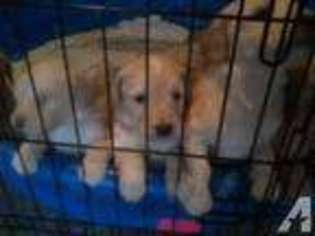Goldendoodle Puppy for sale in GENESEO, NY, USA