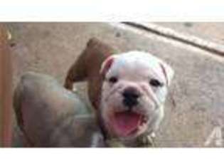 Bulldog Puppy for sale in EULESS, TX, USA
