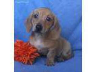 Dachshund Puppy for sale in Berlin, OH, USA