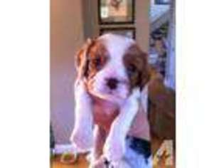 Cavalier King Charles Spaniel Puppy for sale in MORGAN HILL, CA, USA