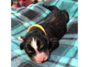 Bernese Mountain Dog Puppy for sale in Beaverton, MI, USA