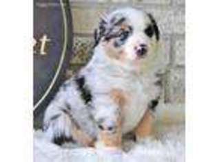 Australian Shepherd Puppy for sale in Muncie, IN, USA