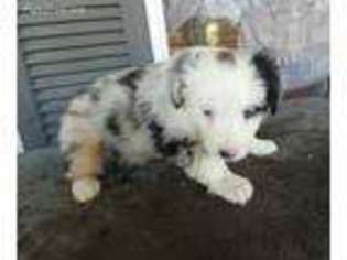 Miniature Australian Shepherd Puppy for sale in Williston, FL, USA