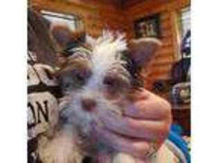 Yorkshire Terrier Puppy for sale in Lebanon, KY, USA