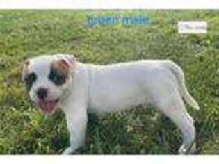 American Bulldog Puppy for sale in Springfield, MO, USA