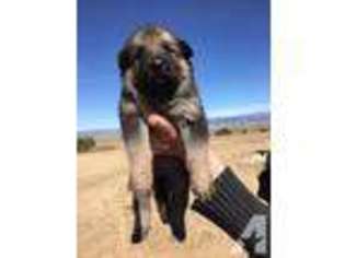 German Shepherd Dog Puppy for sale in FLORENCE, CO, USA