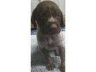 German Shorthaired Pointer Puppy for sale in Koshkonong, MO, USA