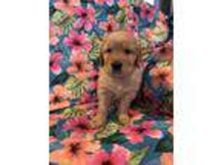 Golden Retriever Puppy for sale in Lewiston, MI, USA