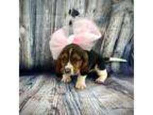 Basset Hound Puppy for sale in Roosevelt, UT, USA