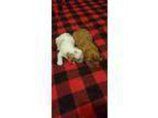 English Toy Spaniel Puppy for sale in Greenwood, WI, USA