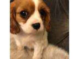 Cavalier King Charles Spaniel Puppy for sale in Worcester, MA, USA