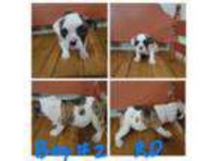 Bulldog Puppy for sale in Granby, MO, USA