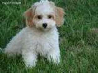 Cavachon Puppy for sale in Union Bridge, MD, USA