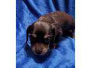 Dachshund Puppy for sale in Louisville, KY, USA