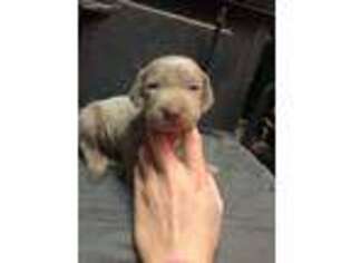 Weimaraner Puppy for sale in Claudville, VA, USA