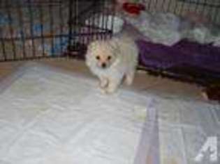 Pomeranian Puppy for sale in SAN DIEGO, CA, USA