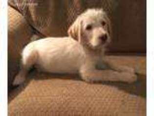 Labradoodle Puppy for sale in Crestview, FL, USA