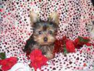 Yorkshire Terrier Puppy for sale in MILWAUKEE, WI, USA