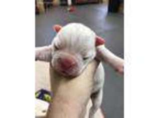 Bulldog Puppy for sale in Livingston, TX, USA