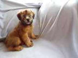 Soft Coated Wheaten Terrier Puppy for sale in North Port, FL, USA