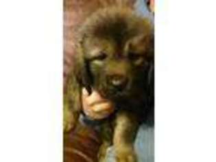 Tibetan Mastiff Puppy for sale in Harcourt, IA, USA