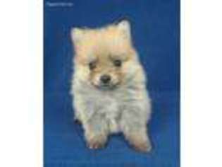 Pomeranian Puppy for sale in Kit Carson, CO, USA