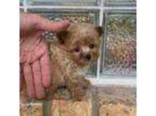 Mutt Puppy for sale in Lafayette, LA, USA