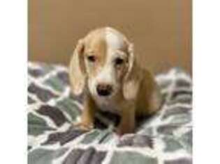 Dachshund Puppy for sale in Dandridge, TN, USA