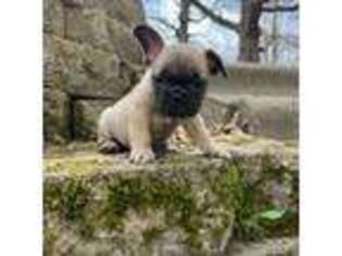 French Bulldog Puppy for sale in Glencoe, MN, USA