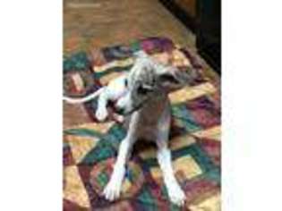 Whippet Puppy for sale in Longview, TX, USA