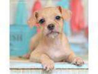 Chorkie Puppy for sale in Wentworth, MO, USA