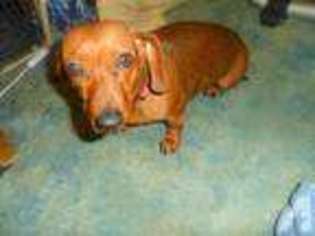 Dachshund Puppy for sale in COVINGTON, KY, USA